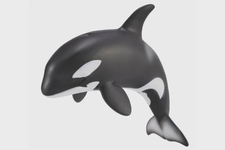 Orca Calf