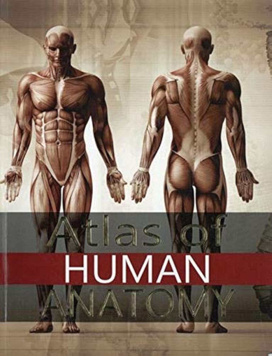 Atlas Of Human Anatomy