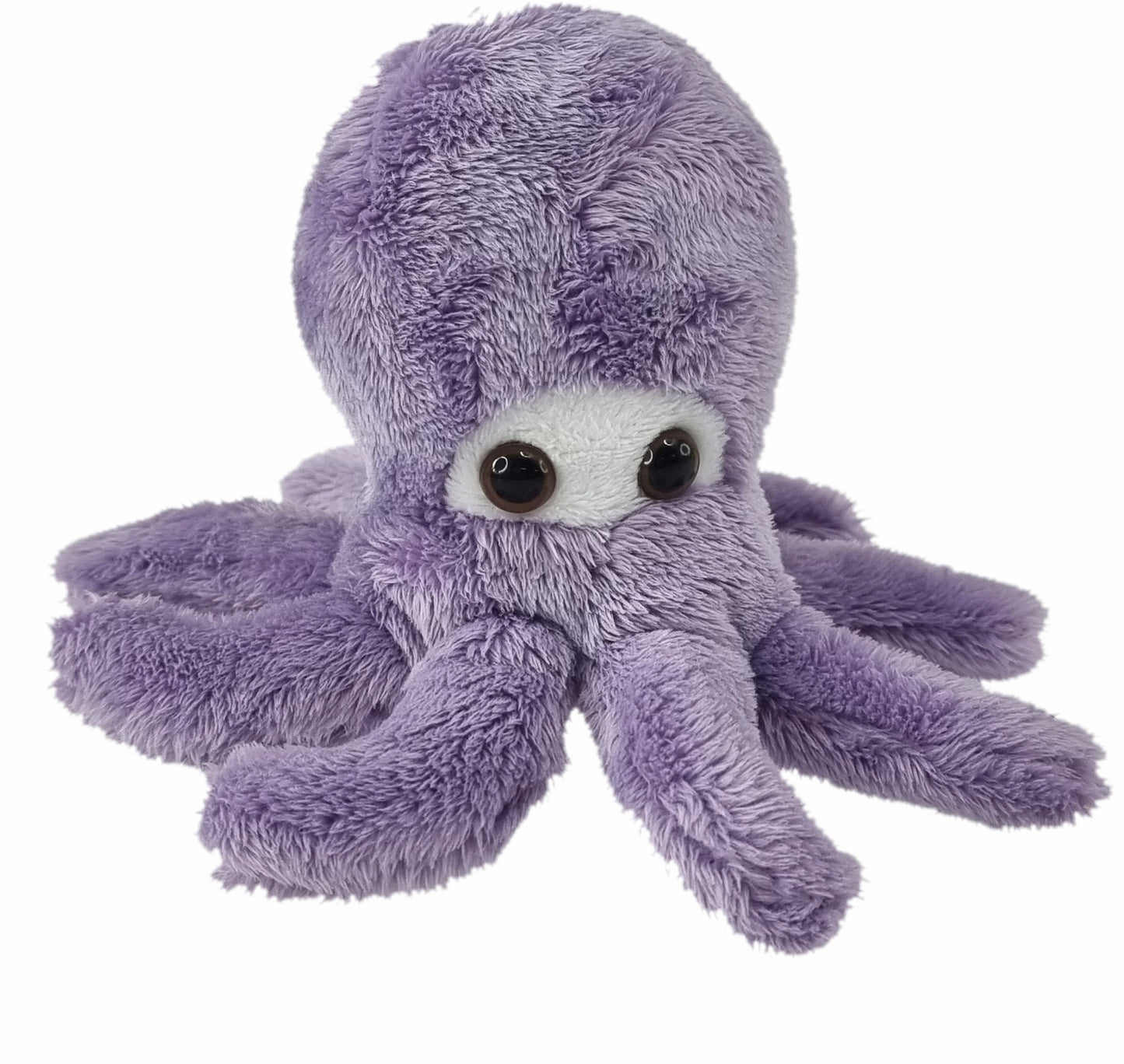 Wild Mini Octopus