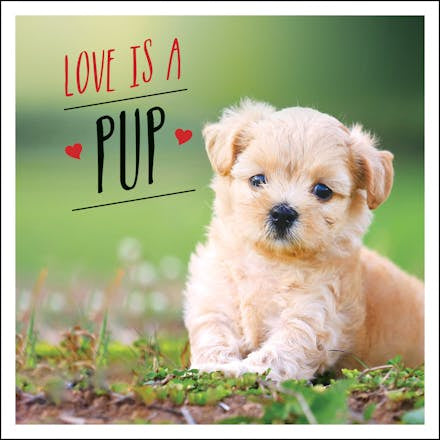Love Is A Pup A DogTastic Celebration By Charlie Ellis