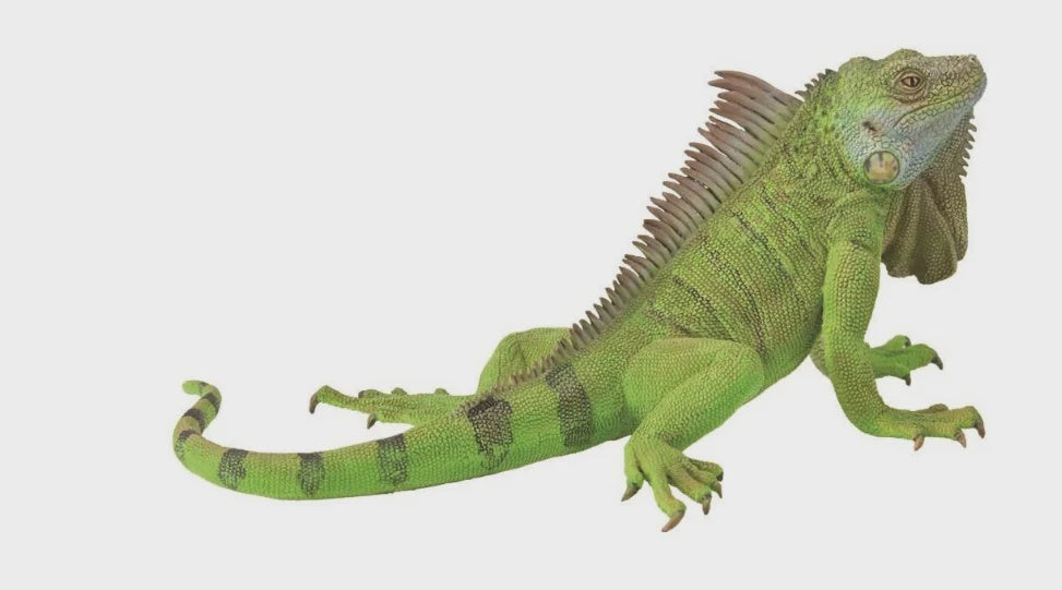 Iguana - XL