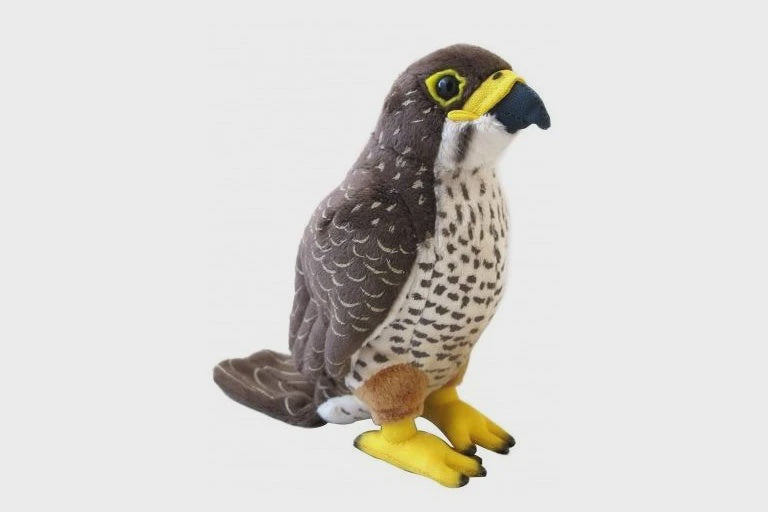 NZ Falcon Sound Bird