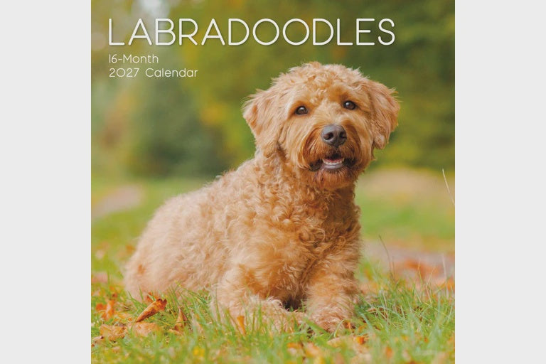 2027 Calendar Labradoodles