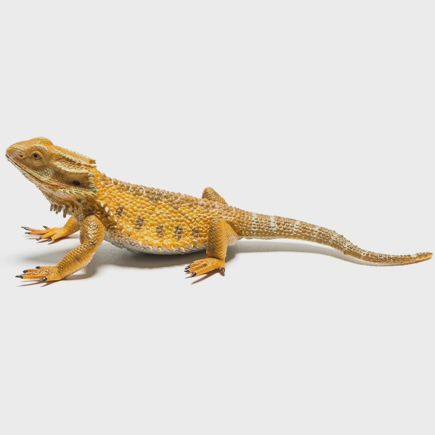 Bearded Dragon Lizard - L