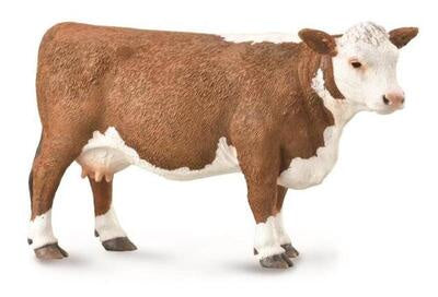 HEREFORD COW