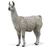 Llama M