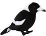 Magpie Sound Bird