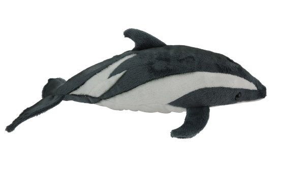 Antics Dusky Dolphin With Sound