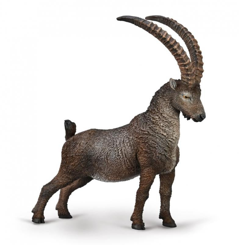 Alpine Ibex