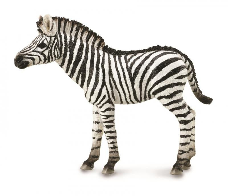 Zebra Foal