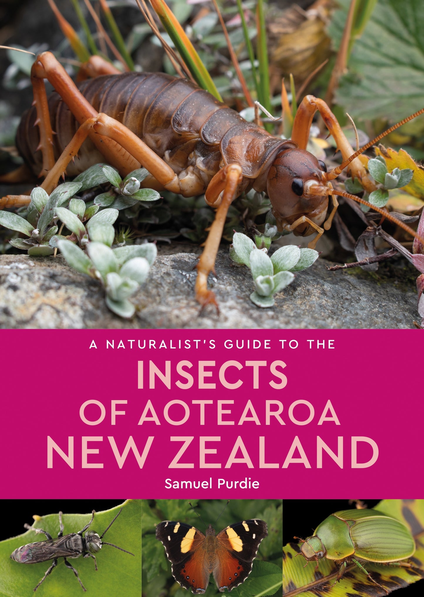 Naturalist’s Guide To The Insects Of Aotearoa New Zealand
