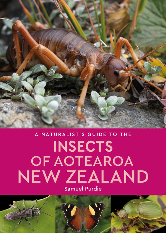 Naturalist’s Guide To The Insects Of Aotearoa New Zealand