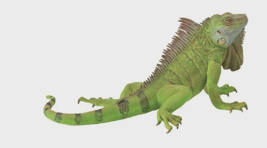 Iguana - XL