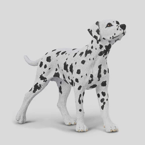 Dalmation -M
