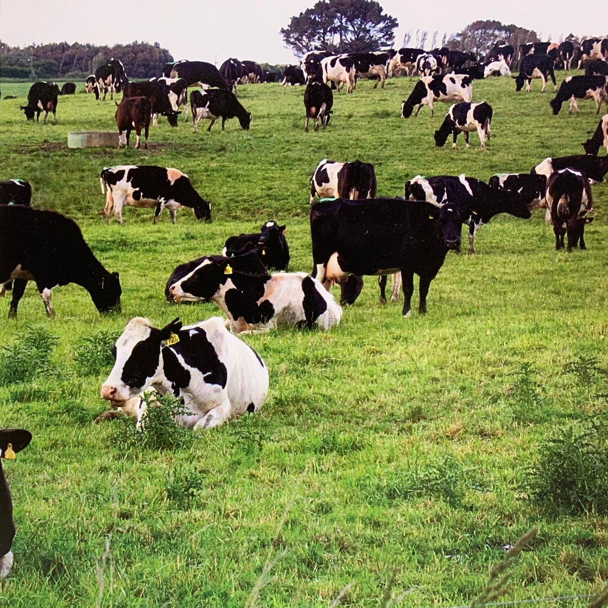Scrapbook Cardstock- Cows In  the Meadow