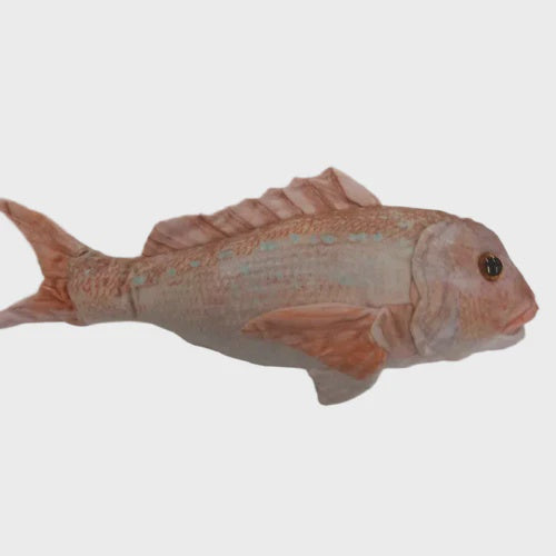 Snapper